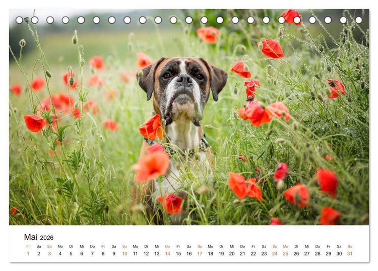Produktbild: Deutscher Boxer (Tischkalender 2026 DIN A5 quer), CALVENDO Monatskalender