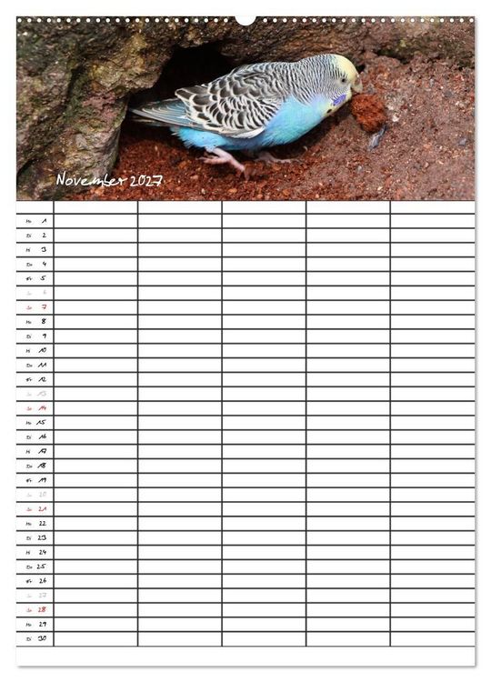 Produktbild: Wellensittiche (Wandkalender 2027 DIN A2 hoch), CALVENDO Monatskalender