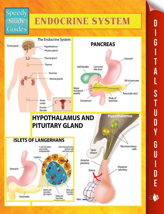 Produktbild: Endocrine System Speedy Study Guides