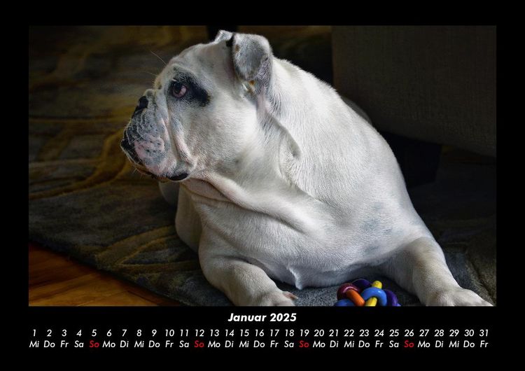 Produktbild: Hundezauber 2025 Fotokalender DIN A3