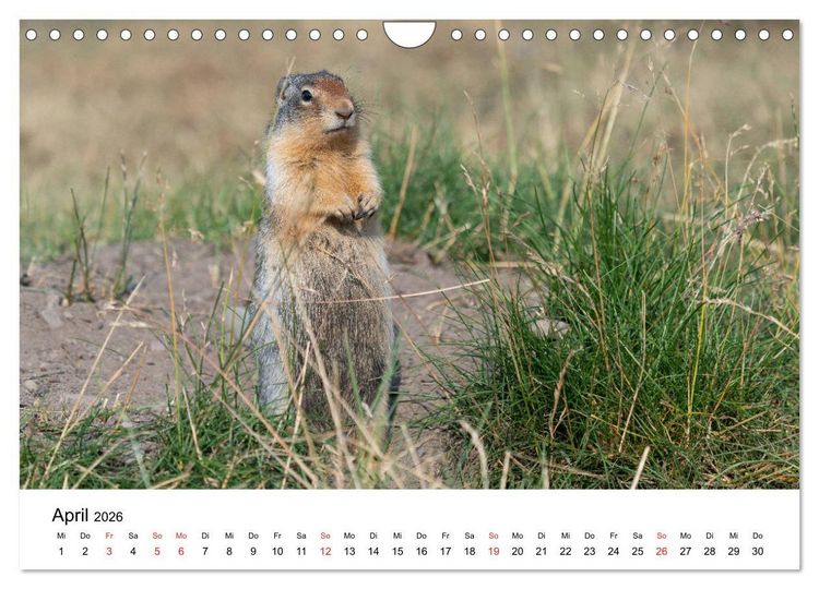 Produktbild: Fernweh Kanada - Naturerlebnis Rocky Mountains (Wandkalender 2026 DIN A4 quer), CALVENDO Monatskalender
