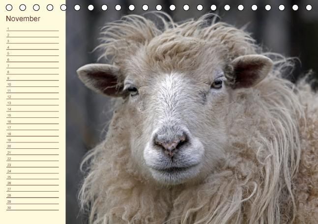 Produktbild: Der wollige Geburtstagskalender (Tischkalender immerw&auml;hrend DIN A5 quer)