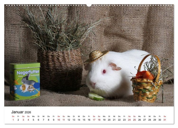 Produktbild: Unsere Meerschweinchen (hochwertiger Premium Wandkalender 2026 DIN A2 quer), Kunstdruck in Hochglanz