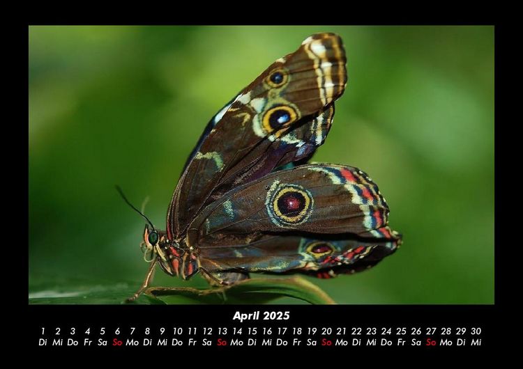 Produktbild: Bunte Pracht der Schmetterlinge 2025 Fotokalender DIN A3