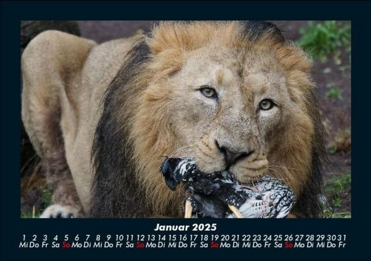 Produktbild: L&ouml;wen in der Wildnis 2025 Fotokalender DIN A5