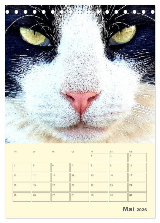 Produktbild: Cat Faces - Charakterstarke Katzengesichter ganz nah (Tischkalender 2026 DIN A5 hoch), CALVENDO Monatskalender