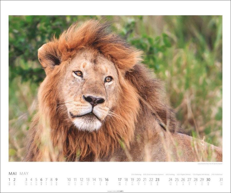 Produktbild: African Wildlife Kalender 2027