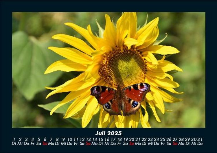 Produktbild: Bunte Pracht der Schmetterlinge 2025 Fotokalender DIN A5