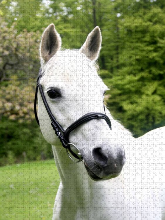 Produktbild: CALVENDO Puzzle Ein Motiv aus dem Kalender Pferde ... fliegen ohne Fl&uuml;gel | 1000 Teile Lege-Gr&ouml;&szlig;e 64x48cm Foto-Puzzle f&uuml;r gl&uuml;ckliche Stunden