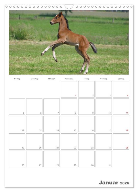Produktbild: Fohlen und Jungpferde (Wandkalender 2026 DIN A3 hoch), CALVENDO Monatskalender