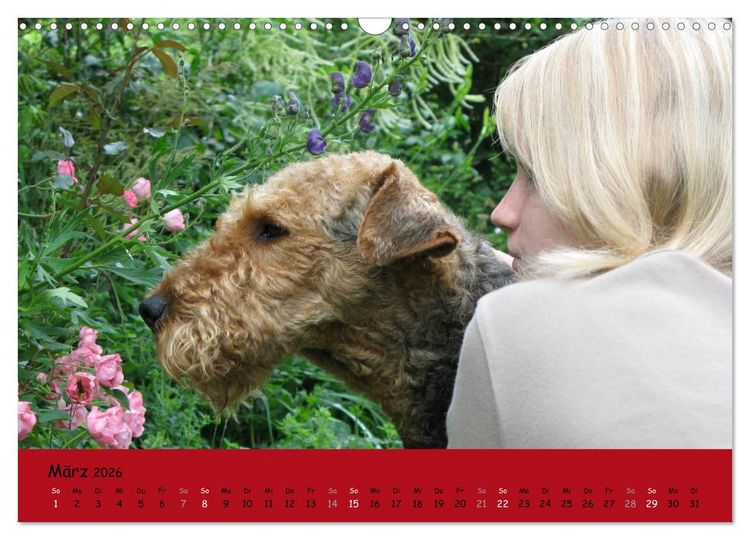 Produktbild: Airedale Terrier (Wandkalender 2026 DIN A3 quer), CALVENDO Monatskalender