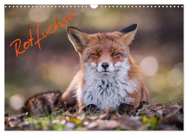 Produktbild: Rotf&uuml;chse (Wandkalender 2026 DIN A3 quer), CALVENDO Monatskalender