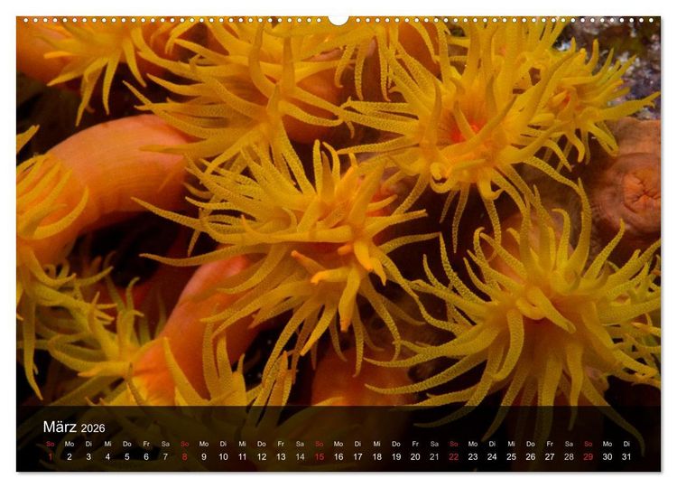 Produktbild: Unterwasser Strukuren (hochwertiger Premium Wandkalender 2026 DIN A2 quer), Kunstdruck in Hochglanz