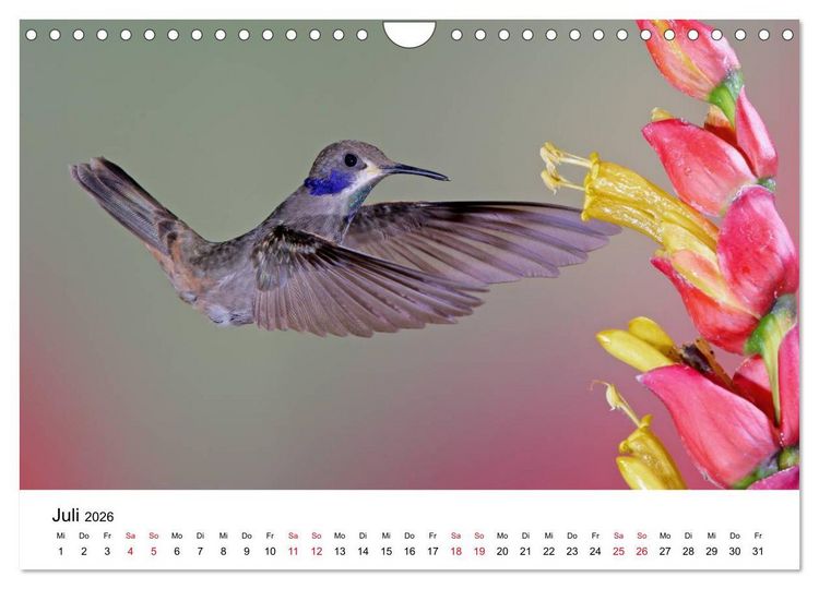 Produktbild: Kolibris - Juwelen der L&uuml;fte (Wandkalender 2026 DIN A4 quer), CALVENDO Monatskalender