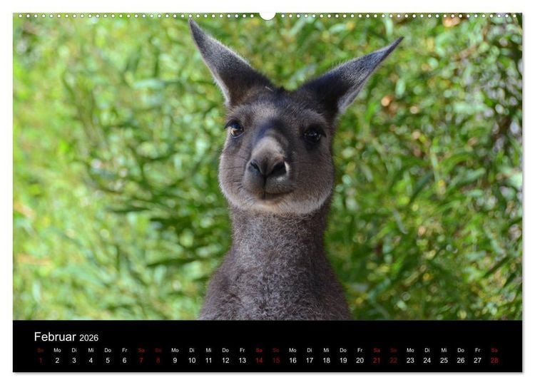Produktbild: Australian Wildlife (hochwertiger Premium Wandkalender 2026 DIN A2 quer), Kunstdruck in Hochglanz