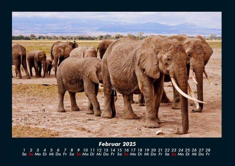 Produktbild: Elefanten 2025 Fotokalender DIN A4