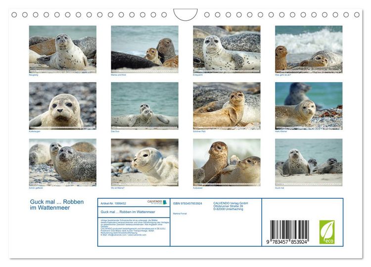 Produktbild: Guck mal ... Robben im Wattenmeer (Wandkalender 2026 DIN A4 quer), CALVENDO Monatskalender