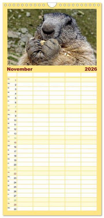 Produktbild: Familienplaner 2026 - Und ewig pfeift das Murmeltier mit 5 Spalten (Wandkalender, 21 x 45 cm) CALVENDO