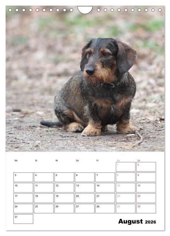 Produktbild: Geliebte Rabauken - Rauhaardackel (Wandkalender 2026 DIN A4 hoch), CALVENDO Monatskalender