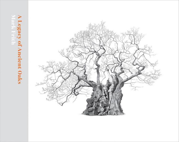Produktbild: A Legacy of Ancient Oaks