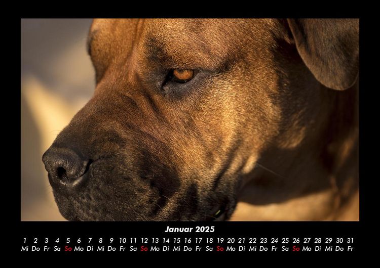 Produktbild: Der Hundekalender 2025 Fotokalender DIN A3