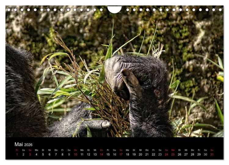 Produktbild: Gorillas - Die sanften Wilden (Wandkalender 2026 DIN A4 quer), CALVENDO Monatskalender