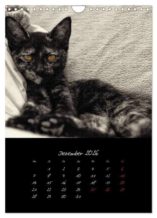 Produktbild: Katzenalltag 2026 (Wandkalender 2026 DIN A4 hoch), CALVENDO Monatskalender