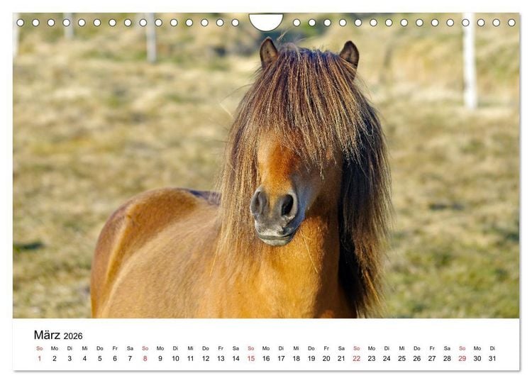 Produktbild: Die Pferde Islands - Ein Streifzug durch Island (Wandkalender 2026 DIN A4 quer), CALVENDO Monatskalender