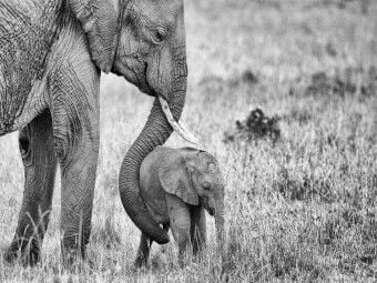 Produktbild: CALVENDO Puzzle Masai Mara, Kenia | 1000 Teile Lege-Gr&ouml;&szlig;e 64x48cm Foto-Puzzle f&uuml;r gl&uuml;ckliche Stunden