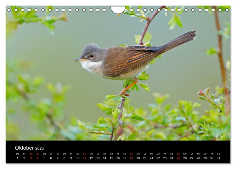 Produktbild: V&ouml;gel (Wandkalender 2026 DIN A4 quer), CALVENDO Monatskalender