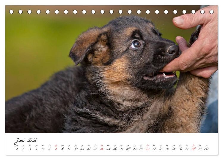 Produktbild: Deutscher Sch&auml;ferhund - Welpen / CH-Version (Tischkalender 2026 DIN A5 quer), CALVENDO Monatskalender