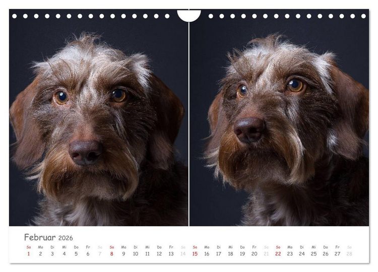 Produktbild: charakterstarke Hunde, wundersch&ouml;ne Hundeportraits (Wandkalender 2026 DIN A4 quer), CALVENDO Monatskalender