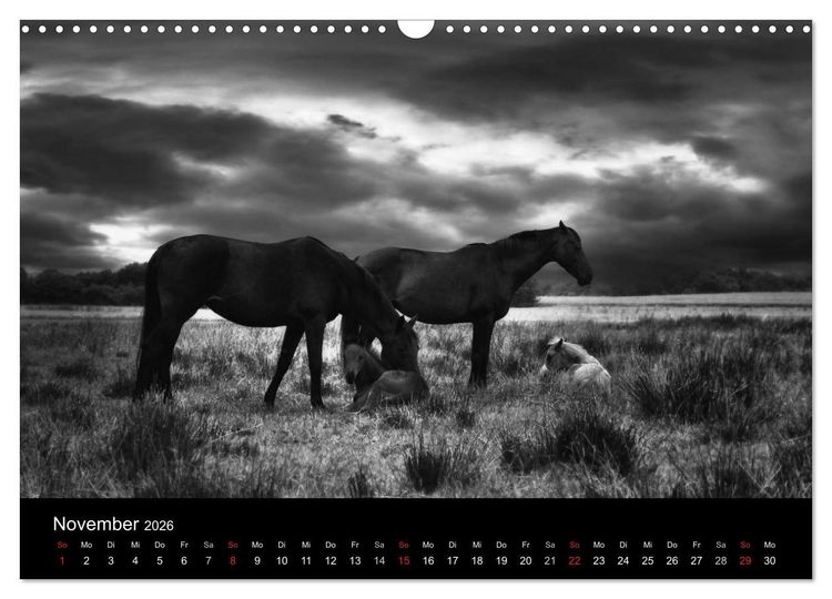 Produktbild: Pferde 2026 Wild Thing (Wandkalender 2026 DIN A3 quer), CALVENDO Monatskalender