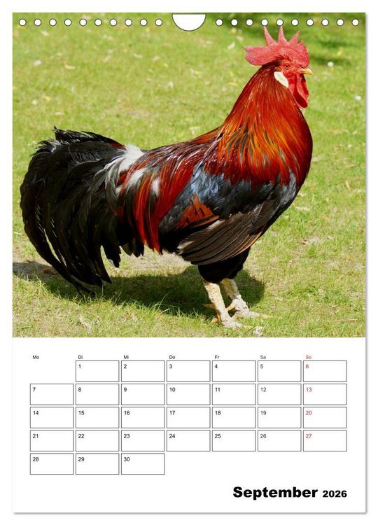 Produktbild: H&uuml;hner Terminplaner (Wandkalender 2026 DIN A4 hoch), CALVENDO Monatskalender