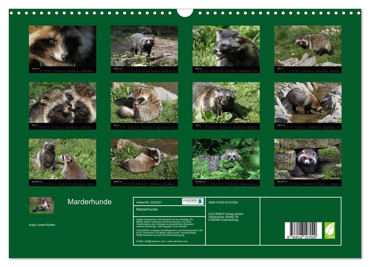 Produktbild: Marderhunde (Wandkalender 2026 DIN A3 quer), CALVENDO Monatskalender