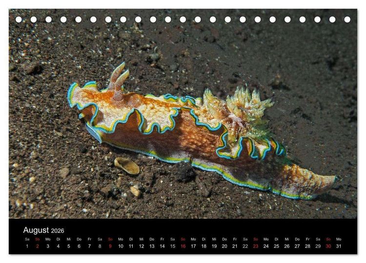 Produktbild: Unterwasserwelt Nacktschnecken (Tischkalender 2026 DIN A5 quer), CALVENDO Monatskalender