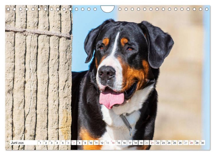 Produktbild: Schweizer Sennenhunde - die Hunde aus den Schweizer Alpen (Wandkalender 2026 DIN A4 quer), CALVENDO Monatskalender