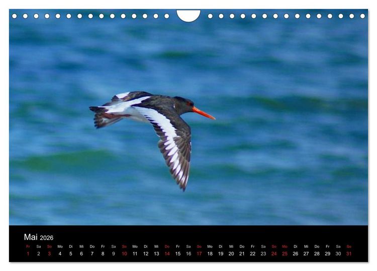 Produktbild: An der Nordsee (Wandkalender 2026 DIN A4 quer), CALVENDO Monatskalender