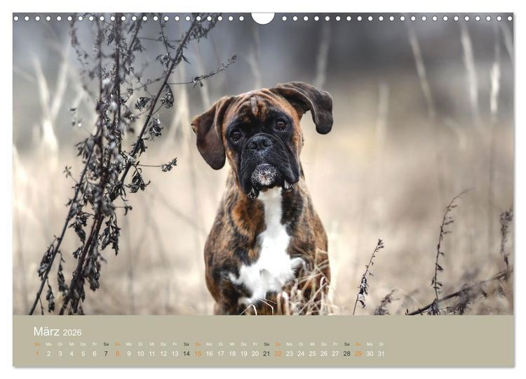 Produktbild: Der Boxer, der beste Hund der Welt (Wandkalender 2026 DIN A3 quer), CALVENDO Monatskalender