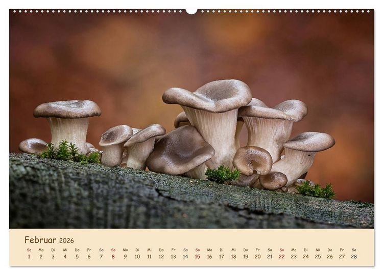 Produktbild: Pilzgalerie - Eindrucksvolle Aufnahmen von unseren heimischen Pilzen (Wandkalender 2026 DIN A2 quer), CALVENDO Monatskalender