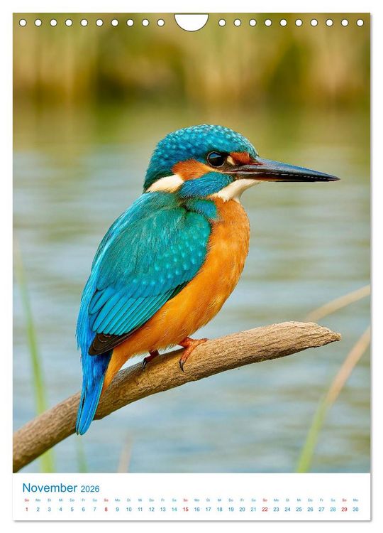 Produktbild: Blaue V&ouml;gel (Wandkalender 2026 DIN A4 hoch), CALVENDO Monatskalender
