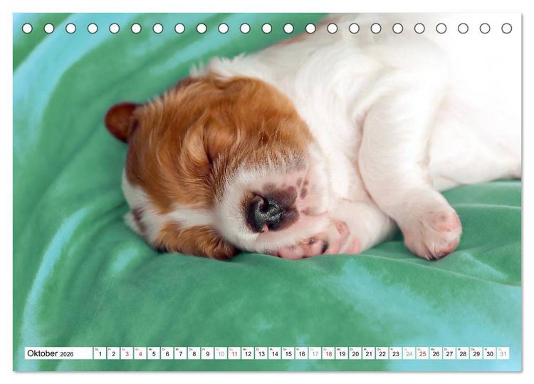 Produktbild: Irish Red and White Setter Welpen (Tischkalender 2026 DIN A5 quer), CALVENDO Monatskalender