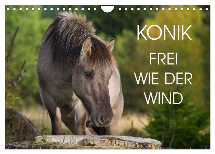 Produktbild: Konik - Frei geboren (Wandkalender 2026 DIN A4 quer), CALVENDO Monatskalender