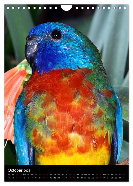 Produktbild: Fascinating parrots from all over the world (Wall Calendar 2026 DIN A4 portrait), CALVENDO 12 Month Wall Calendar