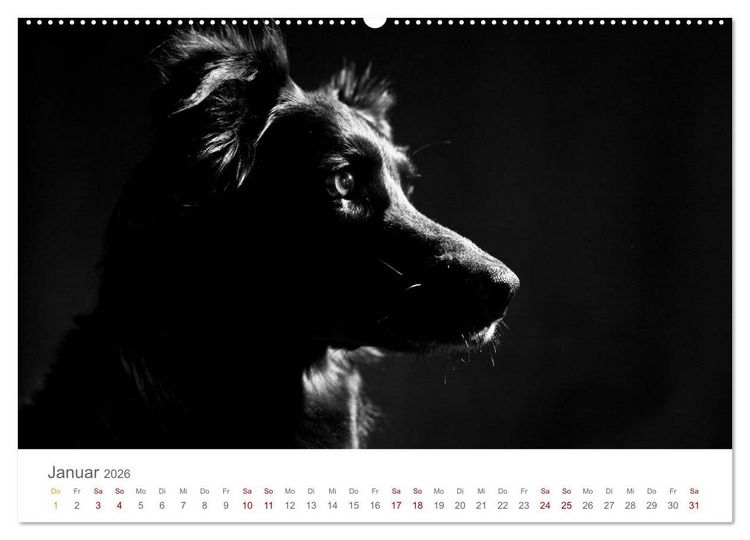 Produktbild: Hundeportraits Fine Art (hochwertiger Premium Wandkalender 2026 DIN A2 quer), Kunstdruck in Hochglanz