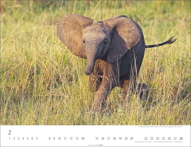 Produktbild: Elefantenbabys Kalender 2027