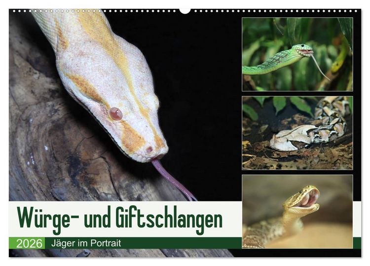 Produktbild: W&uuml;rge- und Giftschlangen (Wandkalender 2026 DIN A2 quer), CALVENDO Monatskalender