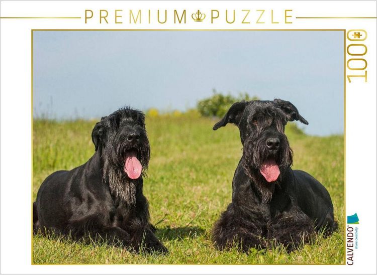 Produktbild: CALVENDO Puzzle Zwei Riesenschnauzer auf der Wiese | 1000 Teile Lege-Gr&ouml;&szlig;e 64x48cm Foto-Puzzle f&uuml;r gl&uuml;ckliche Stunden