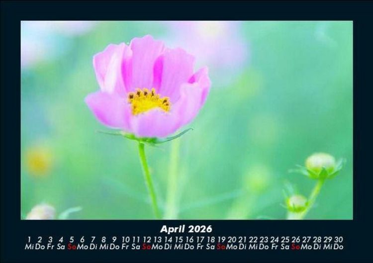 Produktbild: Blumentr&auml;ume 2026 Fotokalender DIN A5