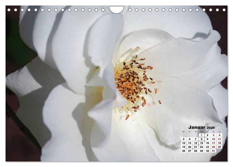 Produktbild: Rosen, die K&ouml;nigin der Blumen (Wandkalender 2026 DIN A4 quer), CALVENDO Monatskalender